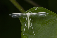Pterophorus lacteipennis