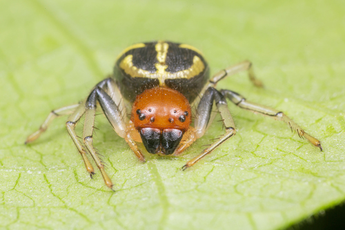 Camaricus maugei (Walckenaer, 1837)