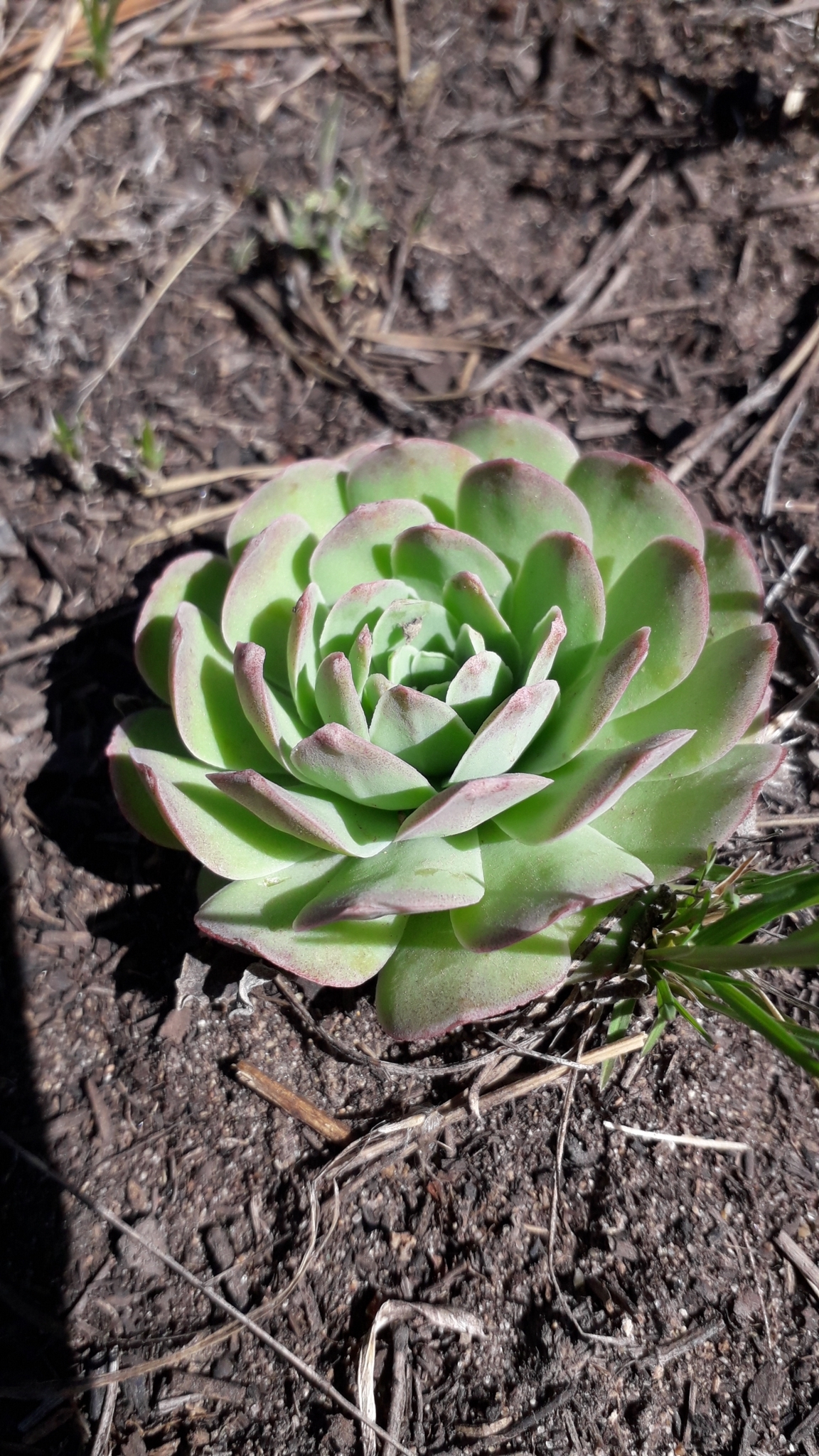 Imagem de Orostachys malacophylla não possui um nome popular amplamente reconhecido no Brasil