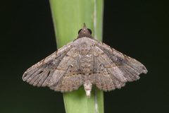 Rhesala moestalis