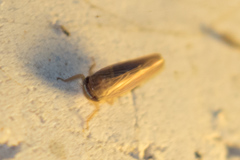 Chlorotettix necopinus