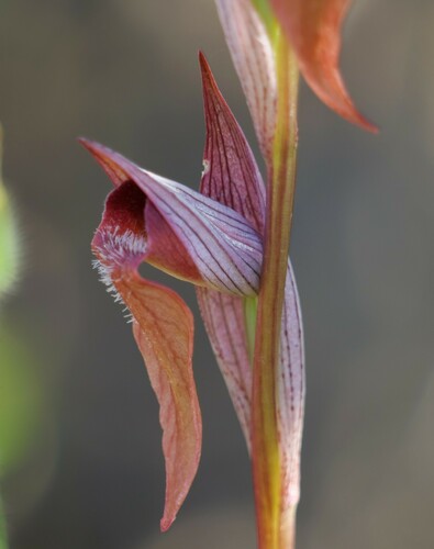 Long-lipped serapias