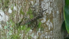 Anolis apollinaris