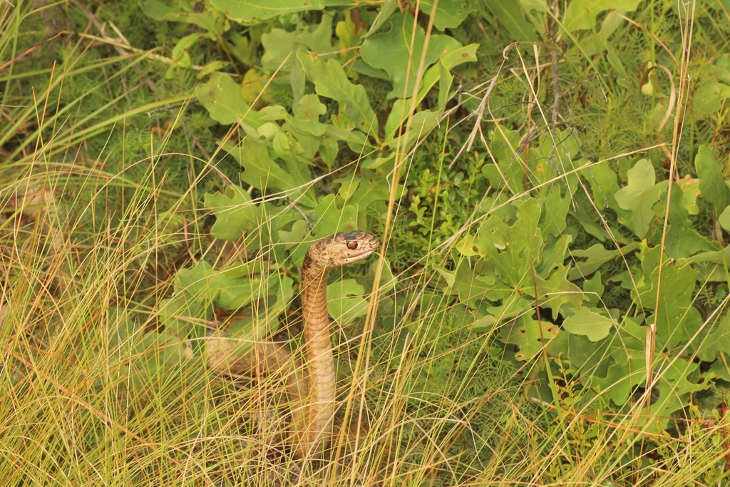 Eastern Coachwhip from Rattlesnake Road, Middleburg, FL 32068, USA on ...