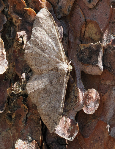 Melanolophia centralis