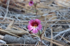 Diplacus constrictus