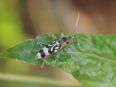 Chlorophorus macaumensis