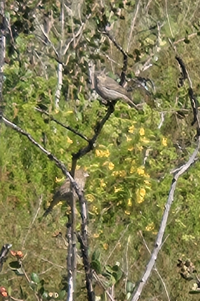 House Finch from 22746 B.C., México on May 21, 2024 at 09:44 AM by ...