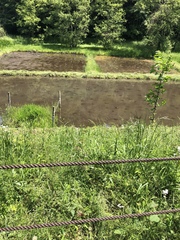 Erigeron philadelphicus
