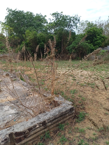 Image of Anisomeles malabarica by (c) Hopeland, some rights reserved (CC BY)