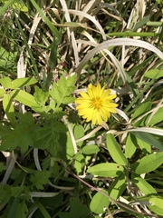 Asteraceae
