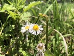 Erigeron philadelphicus