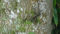 Anolis apollinaris