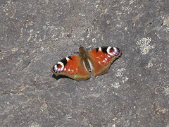 Aglais io