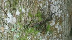 Anolis apollinaris