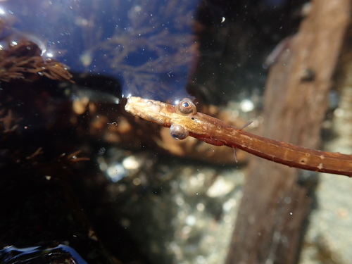 Syngnathus californiensis