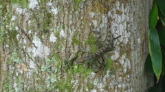 Anolis apollinaris