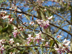 Lonchocarpus guatemalensis