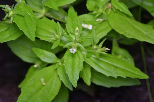 Image of Gratiola neglecta by (c) Michelle W. （鍾偉瑋）, some rights reserved (CC BY)