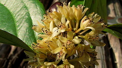 Piparea multiflora