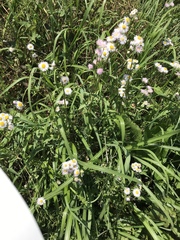 Erigeron philadelphicus