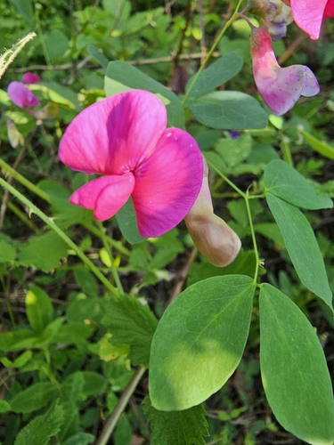 Lathyrus roseus