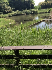 Erigeron philadelphicus