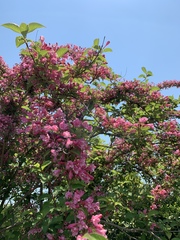 Weigela hortensis