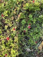 Potentilla hebiichigo