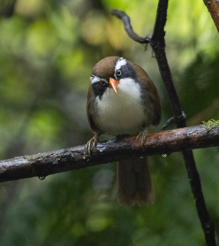 Brown-crowned Scimitar Babbler (Pomatorhinus phayrei), photo 10