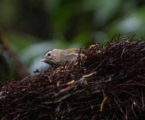 Indochinese Fulvetta (Fulvetta danisi), photo 2