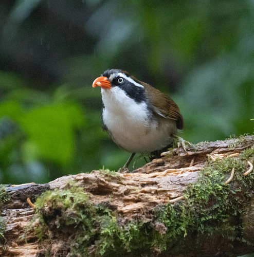 Brown-crowned Scimitar Babbler (Pomatorhinus phayrei), photo 4