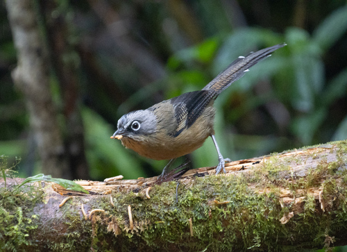 Black-crowned Barwing (Actinodura sodangorum), photo 1