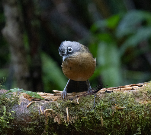 Black-crowned Barwing (Actinodura sodangorum), photo 2