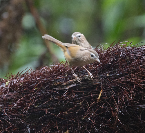 Indochinese Fulvetta (Fulvetta danisi), photo 6