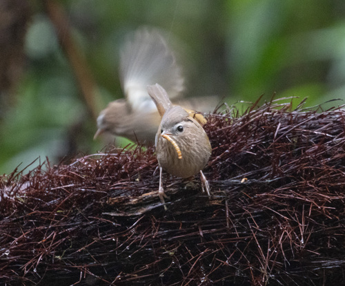 Indochinese Fulvetta (Fulvetta danisi), photo 3