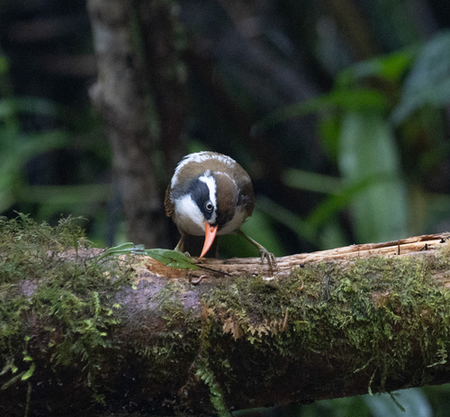 Brown-crowned Scimitar Babbler (Pomatorhinus phayrei), photo 5