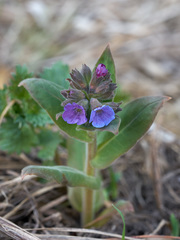 Pulmonaria mollis