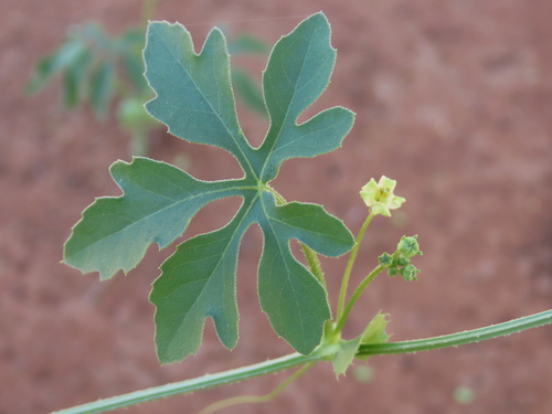 Image of Dactyliandra welwitschii by no rights reserved