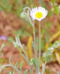 Erigeron tracyi