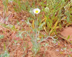 Erigeron tracyi