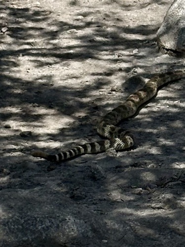 iNaturalist observation photo of Northern Pacific Rattlesnake