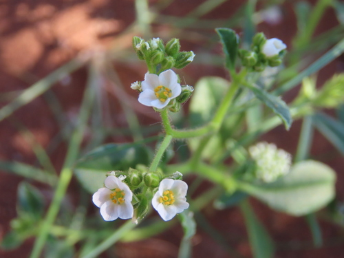 Sticky lizardfoot (Limeum viscosum)