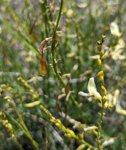 Image of Astragalus filipes by (c) Dominic Gentilcore, some rights reserved (CC BY)
