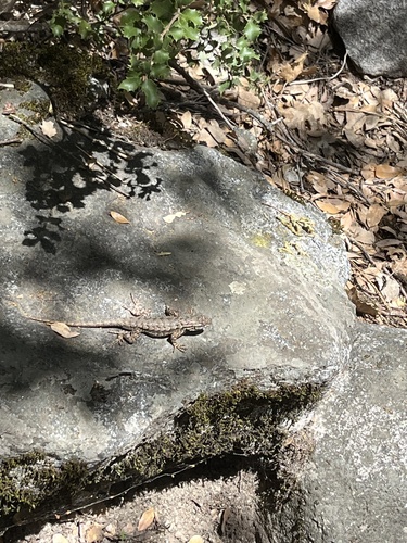 iNaturalist observation photo of Western Fence Lizard