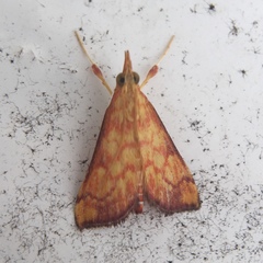 Pyrausta ignealis