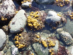 Leathesia marina