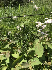 Erigeron philadelphicus