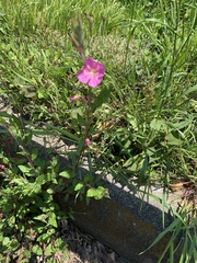 Oenothera rosea
