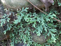 Selaginella repanda